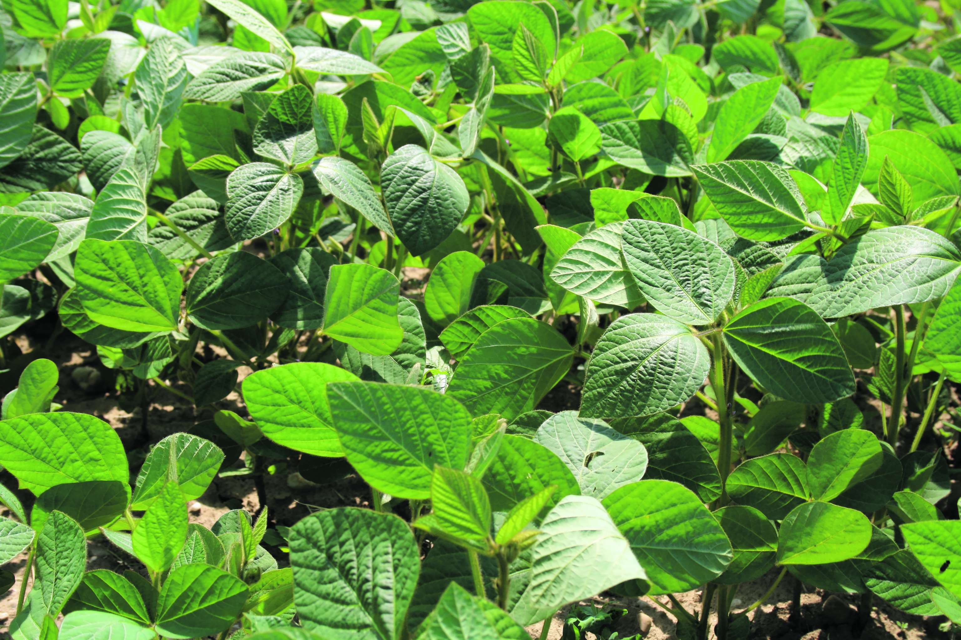 Die Sojabohne: Stickstoffsammler und Bodenverbesserer