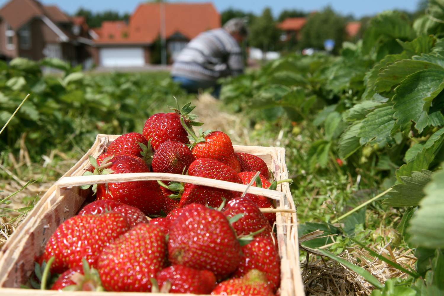 Die Erdbeerernte ist bereits in vollem Gange.