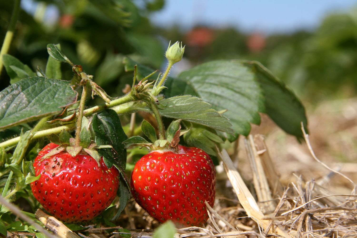 Erdbeeren Pfluecken J 6 ID47385