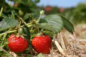 Erdbeeren Pfluecken J 6 ID47385