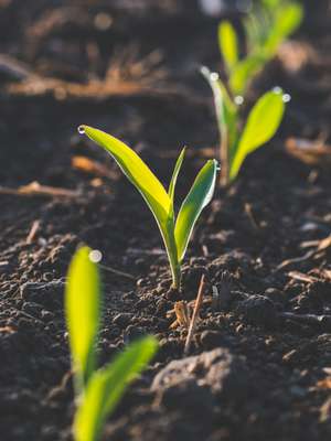 Junge grüne Keimlinge wachsen in einer Reihe aus dunkler Erde, mit Tautropfen auf den Blättern im Sonnenlicht.