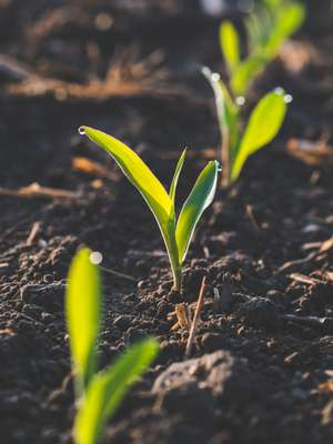 Close-up of young green seedlings emerging from dark soil, with dewdrops on leaves, in a sunlit garden setting.