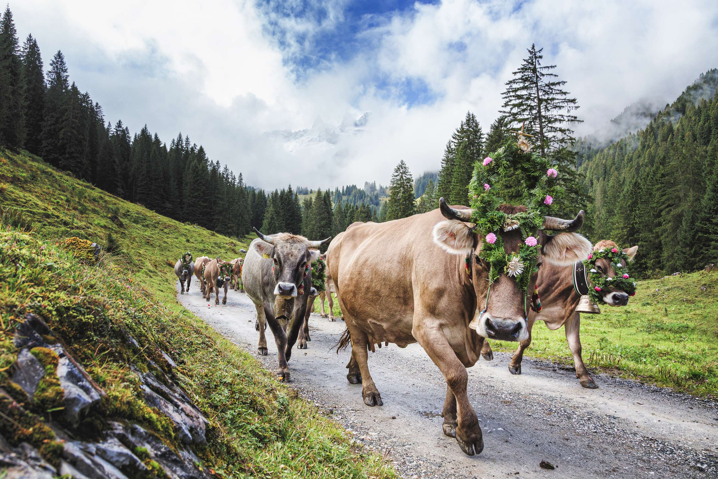Geschmückte Kühe auf der Alm