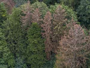 Der Klimawandel macht Österreichs Wäldern zu schaffen