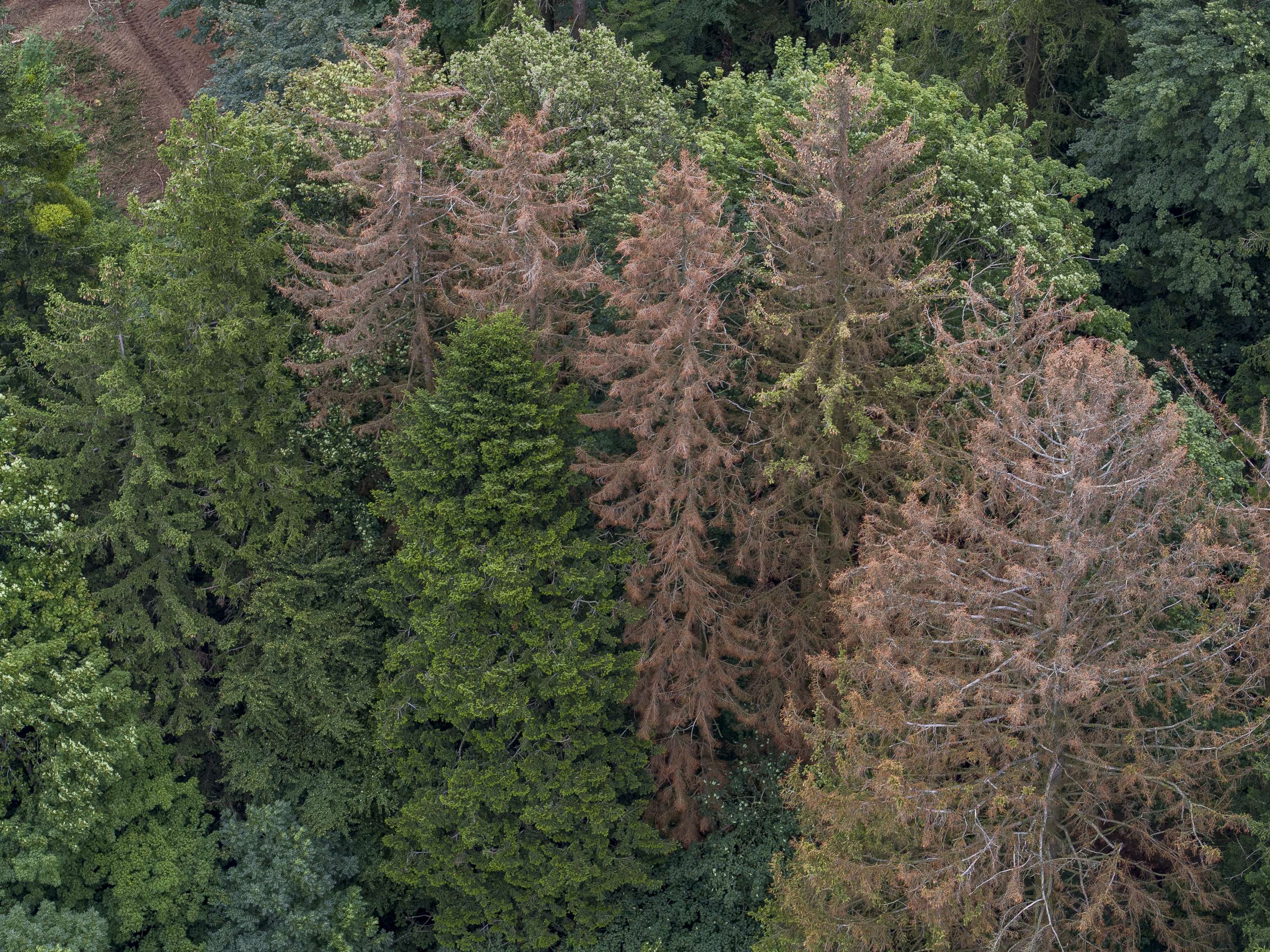 Der Klimawandel macht Österreichs Wäldern zu schaffen