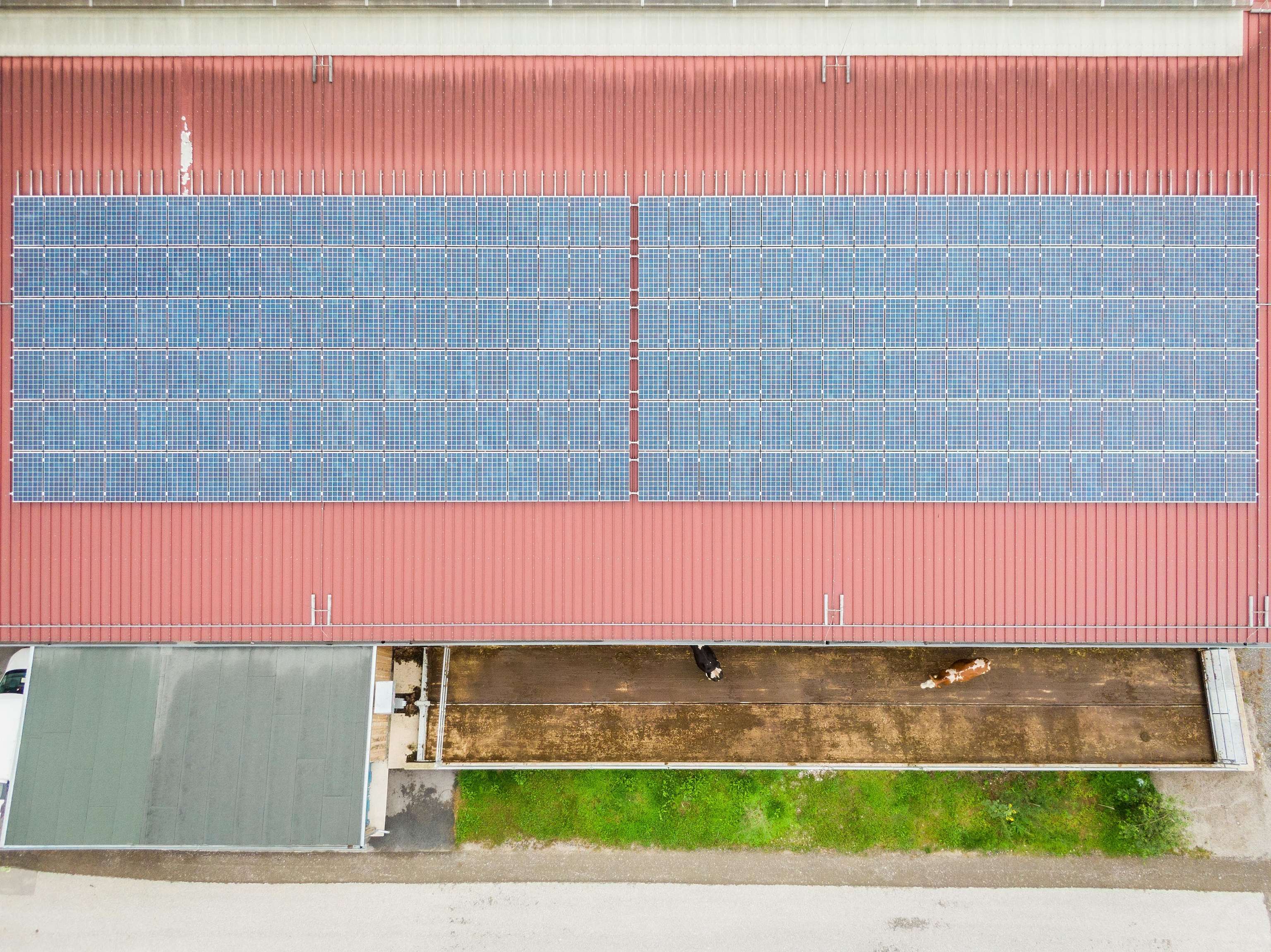 Luftaufnahme eines roten Hallendachs mit großer Solaranlage; darunter laufen zwei Kühe auf einem Betriebsgelände.