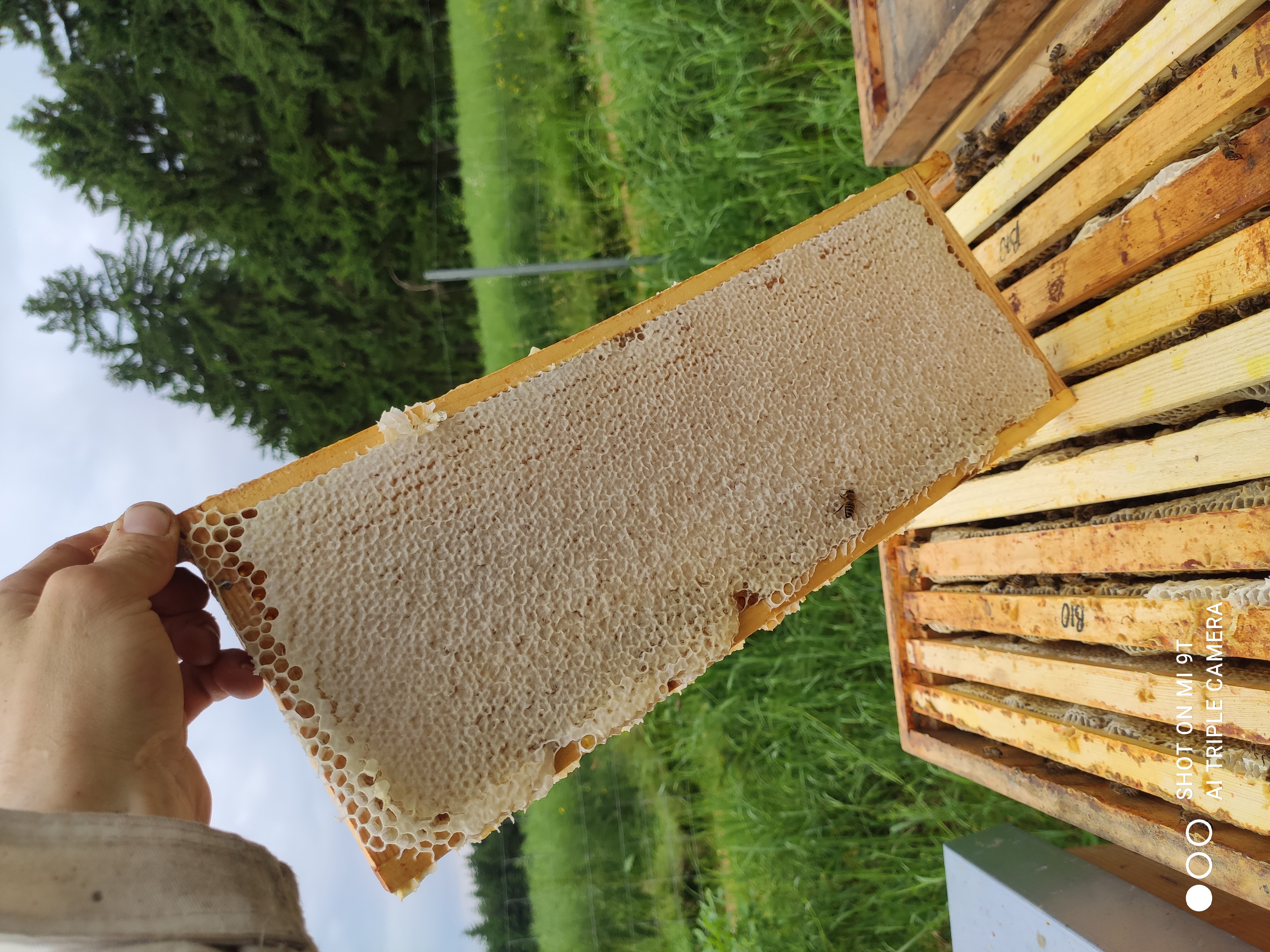 Bild von Anzeige: Verkaufe Honig und Bienenprodukte aus eigener Imkerei