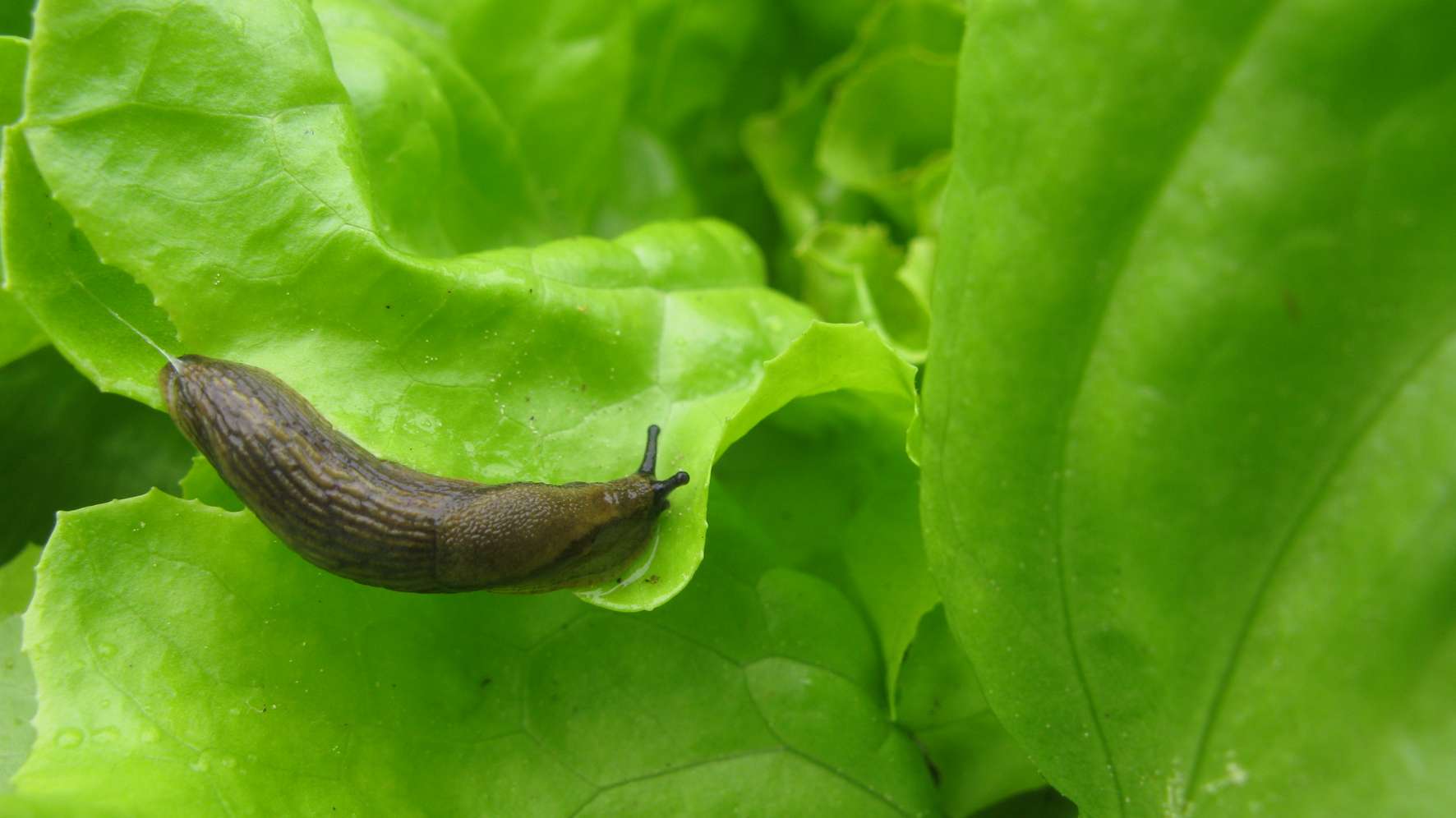 Eine braun-gestreifte Nacktschnecke kriecht auf einem leuchtend grünen Salatblatt im Garten.