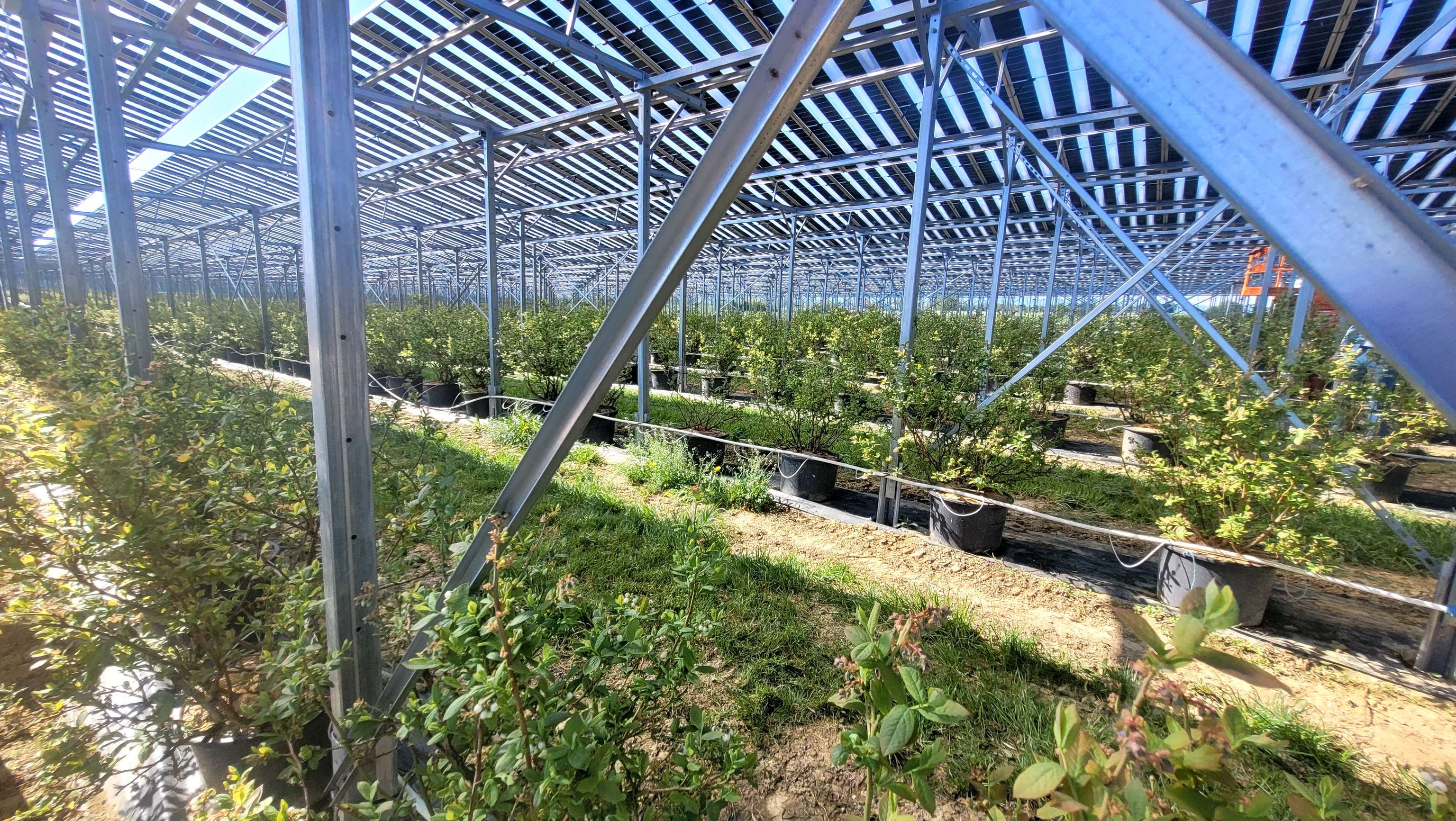 Beerenobstanlage  unter PV-Modulen