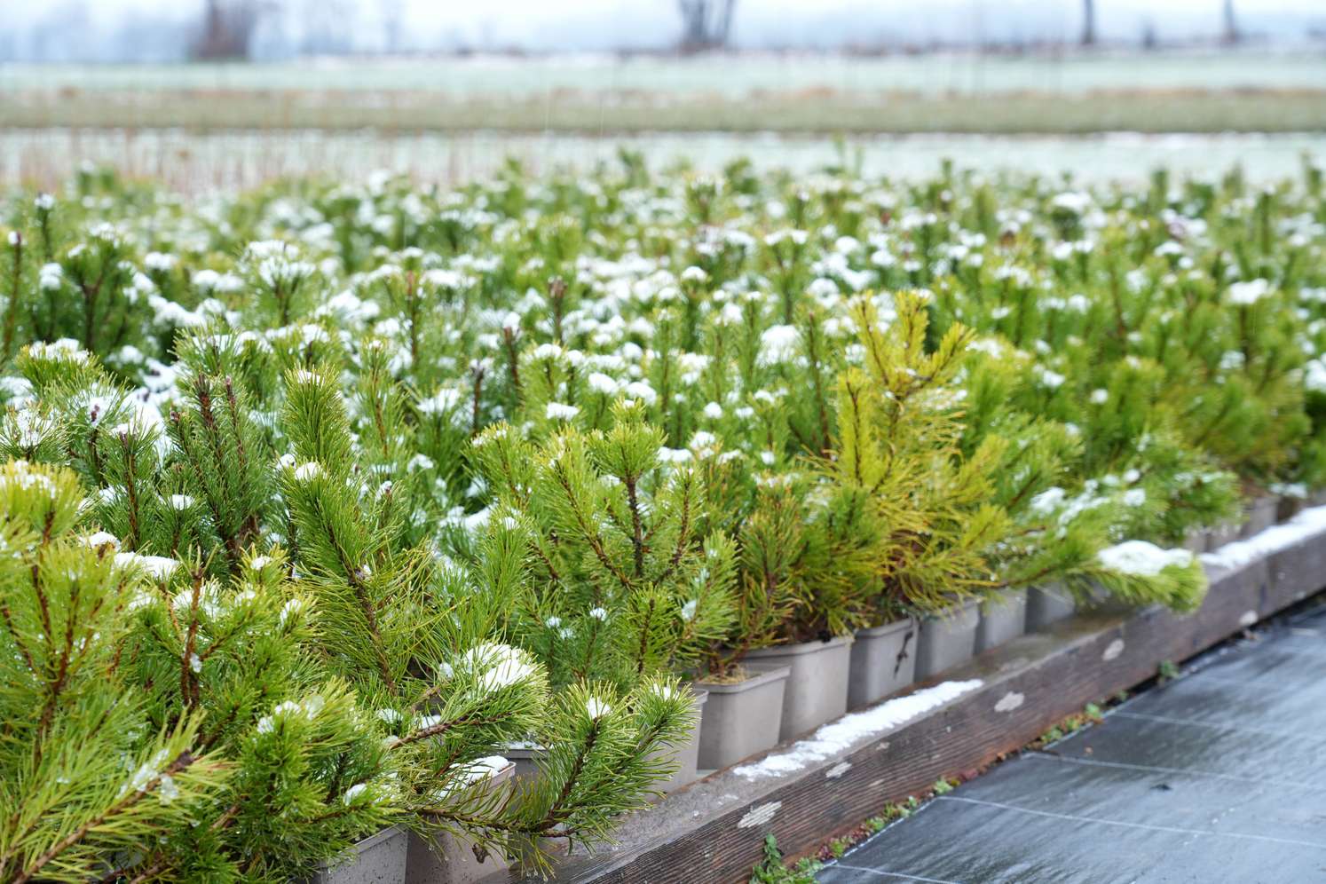 Pine saplings in pots with light snow cover, arranged in rows on a wooden platform, with a blurred field in the background.