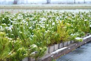 Pine saplings in pots with light snow cover, arranged in rows on a wooden platform, with a blurred field in the background.