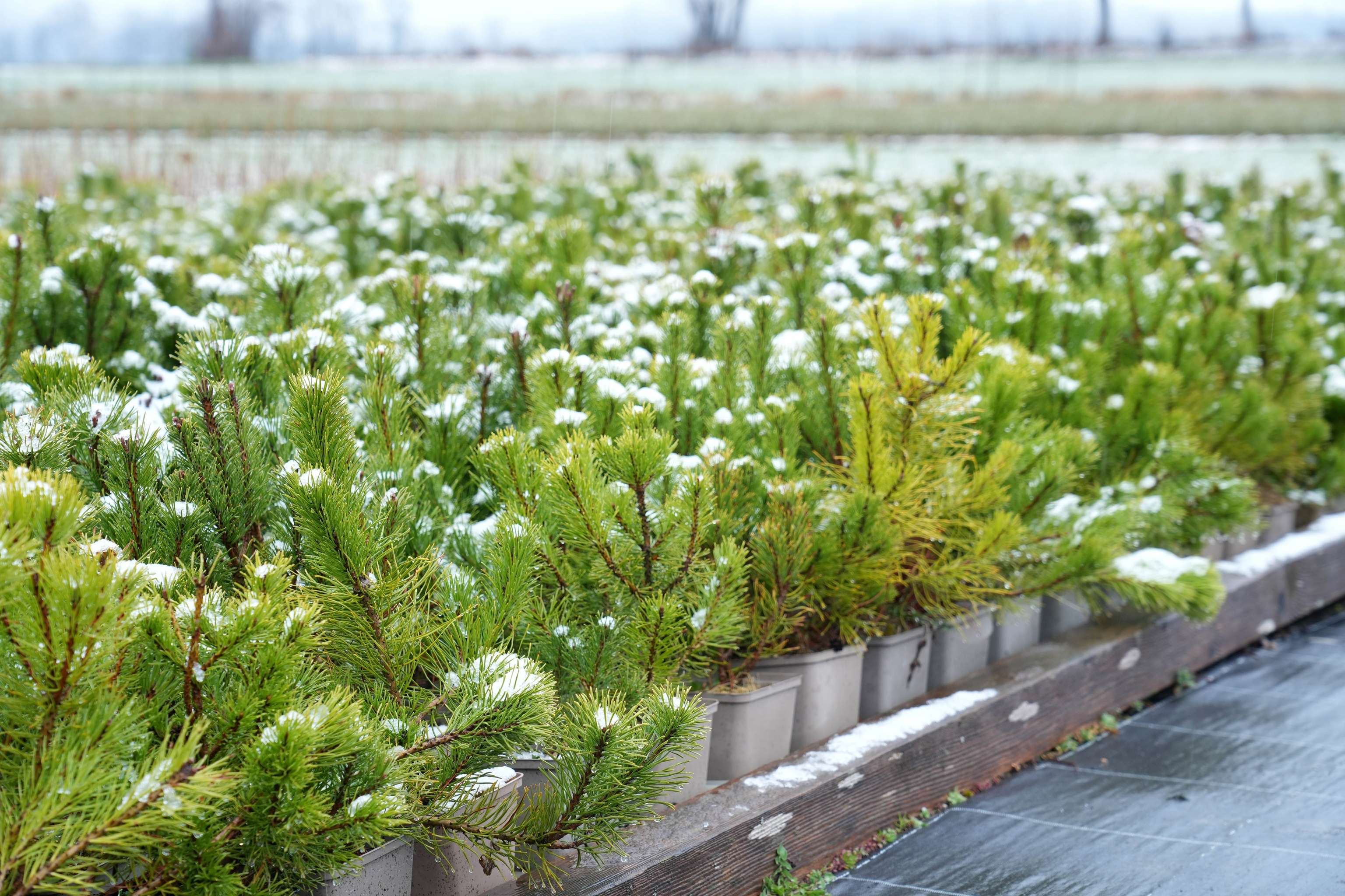 Pine saplings in pots with light snow cover, arranged in rows on a wooden platform, with a blurred field in the background.