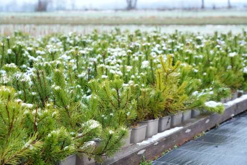 Pine saplings in pots with light snow cover, arranged in rows on a wooden platform, with a blurred field in the background.