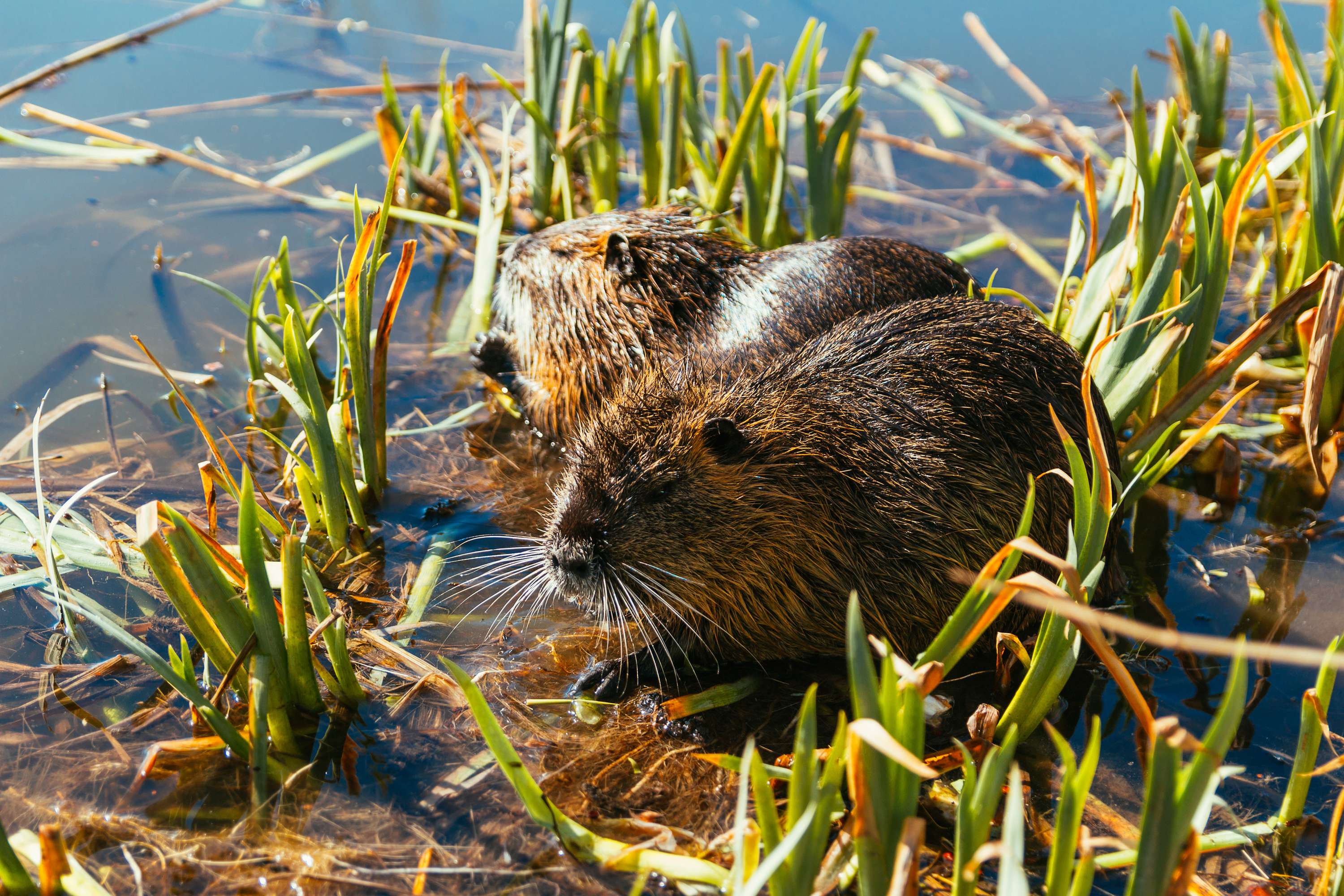 Nutria im Wasser