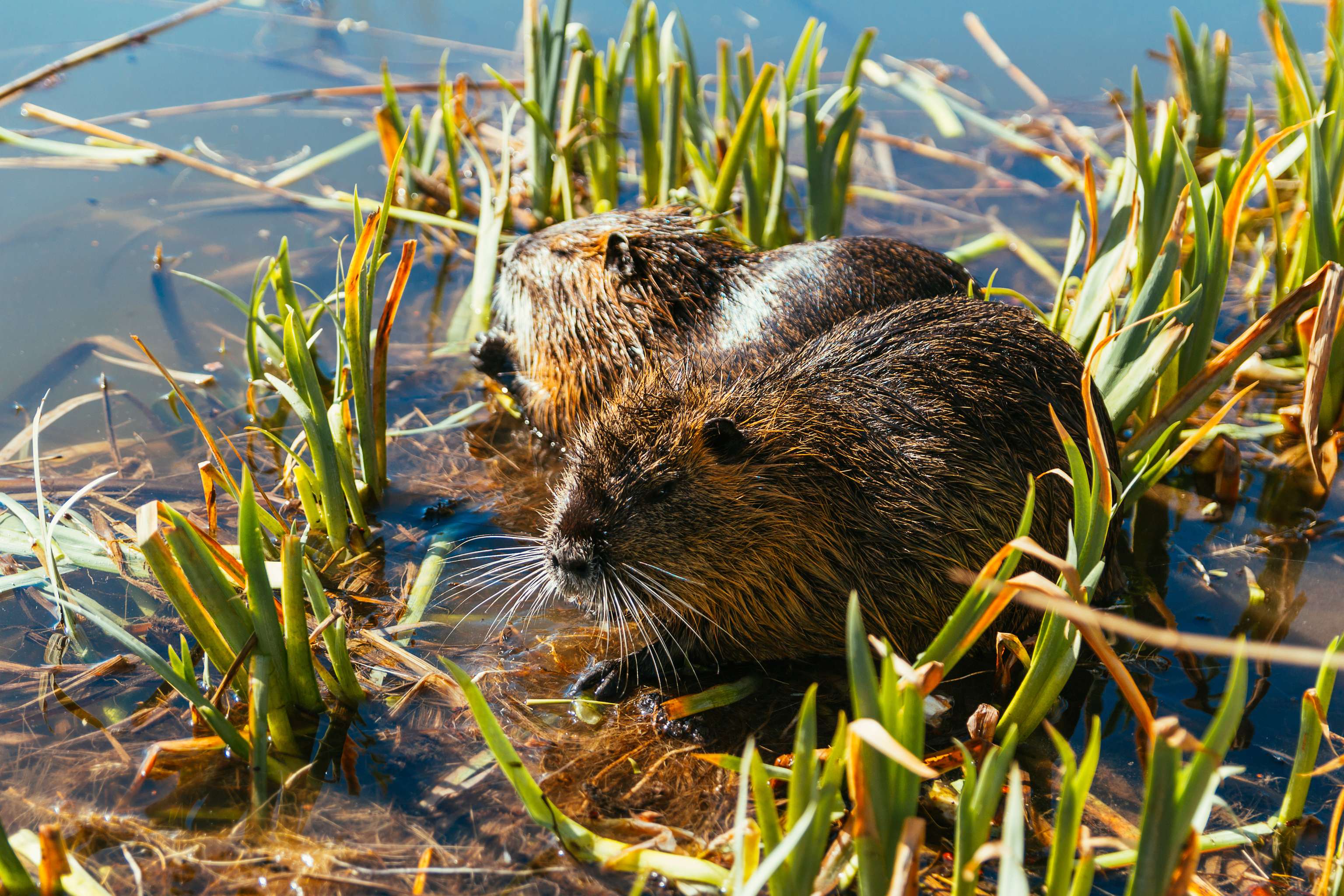 Nutria im Wasser