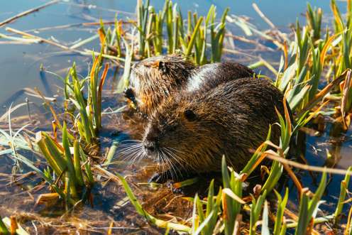 Nutria im Wasser