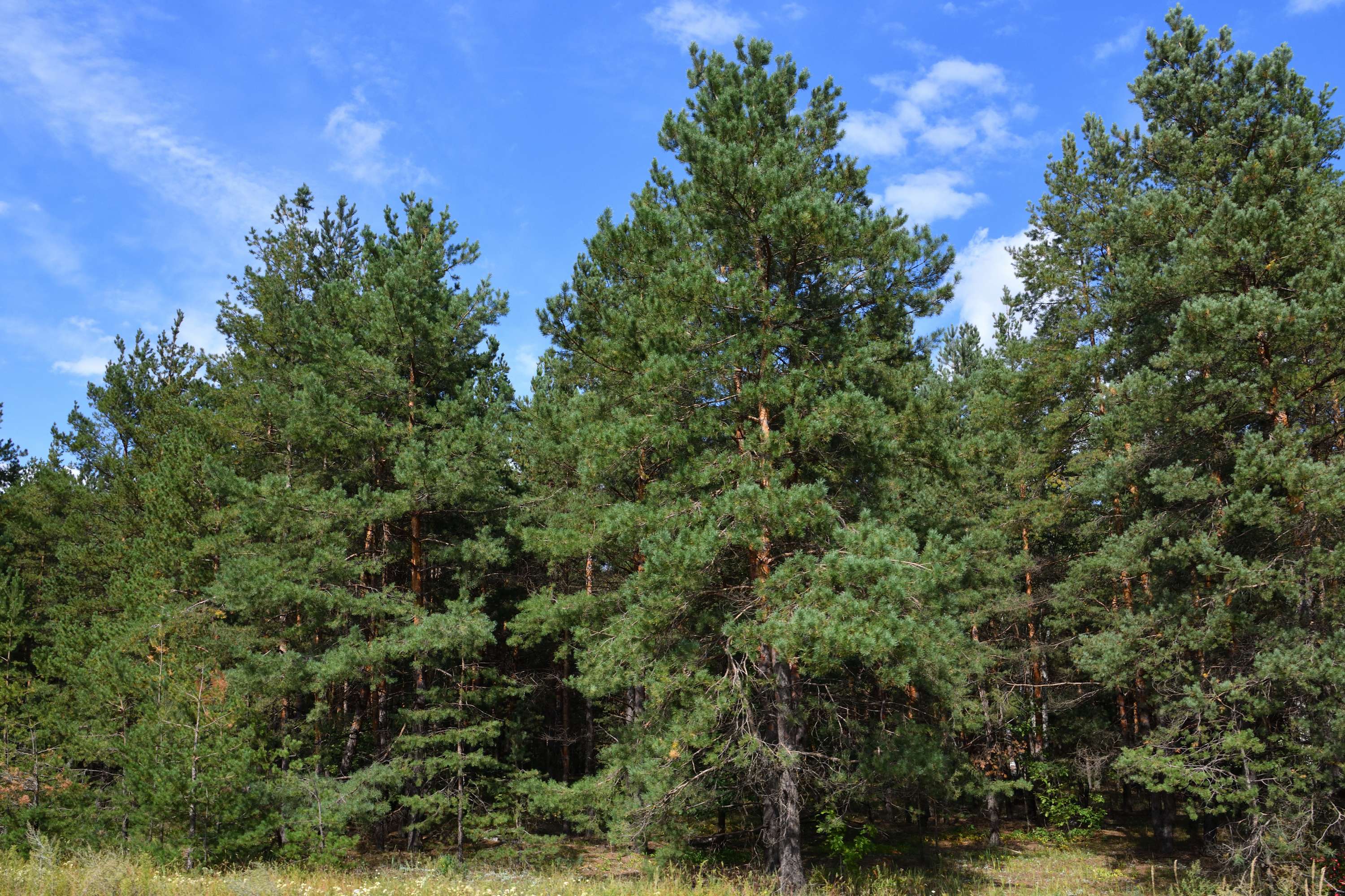 Kiefern