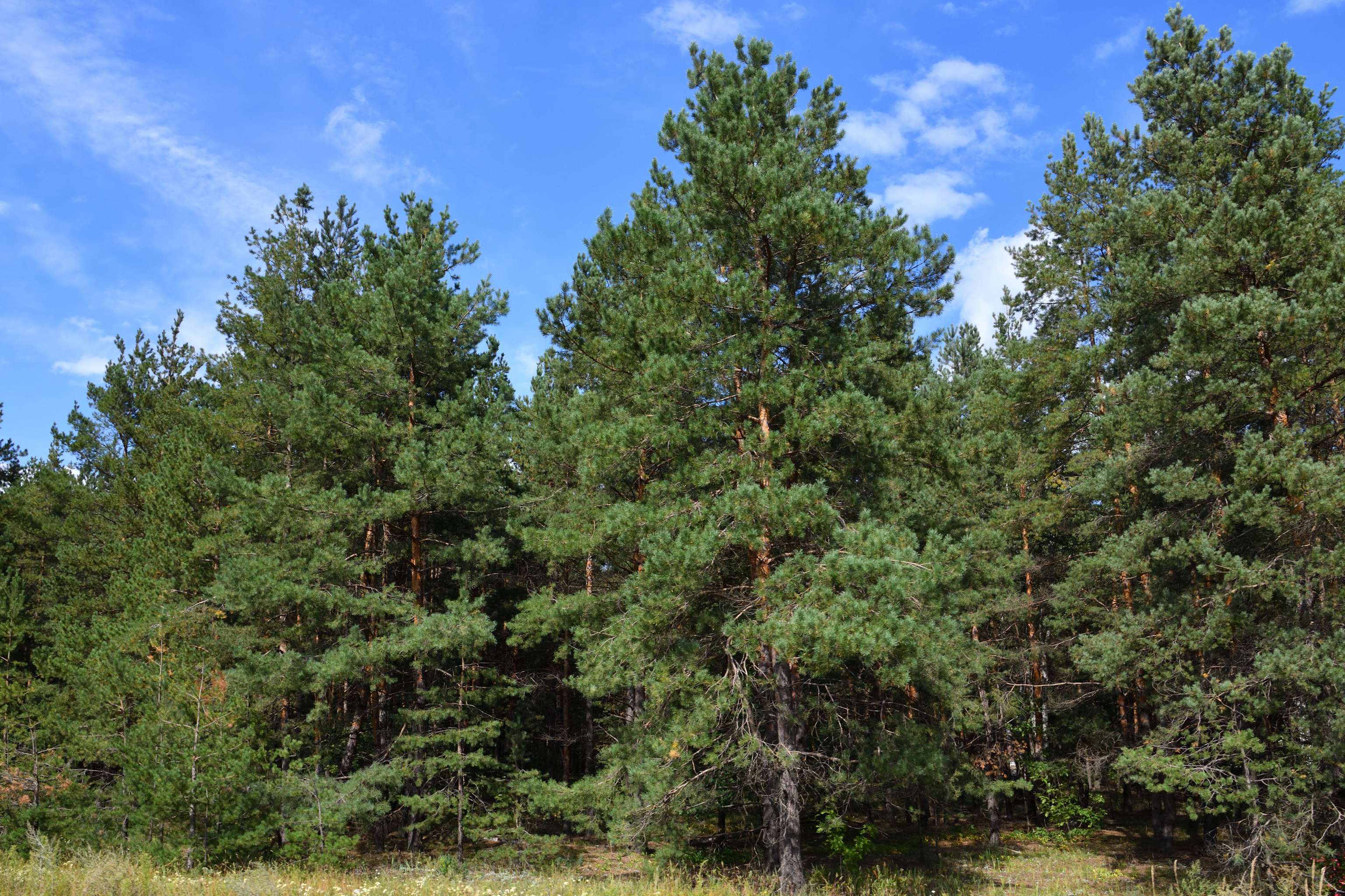 Kiefern