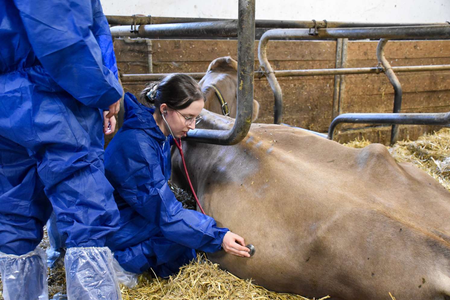 Tierärztin in blauem Schutzanzug untersucht mit Stethoskop eine liegende Kuh im Stall auf Stroh.