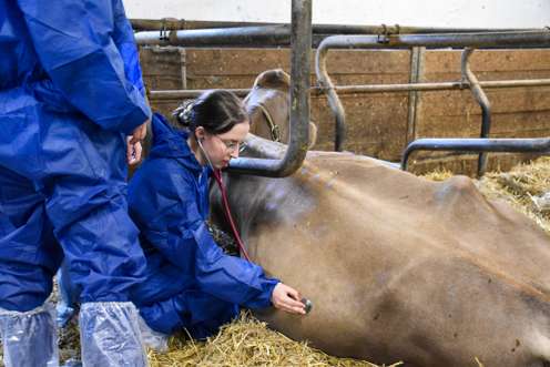 Tierärztin in blauem Schutzanzug untersucht mit Stethoskop eine liegende Kuh im Stall auf Stroh.