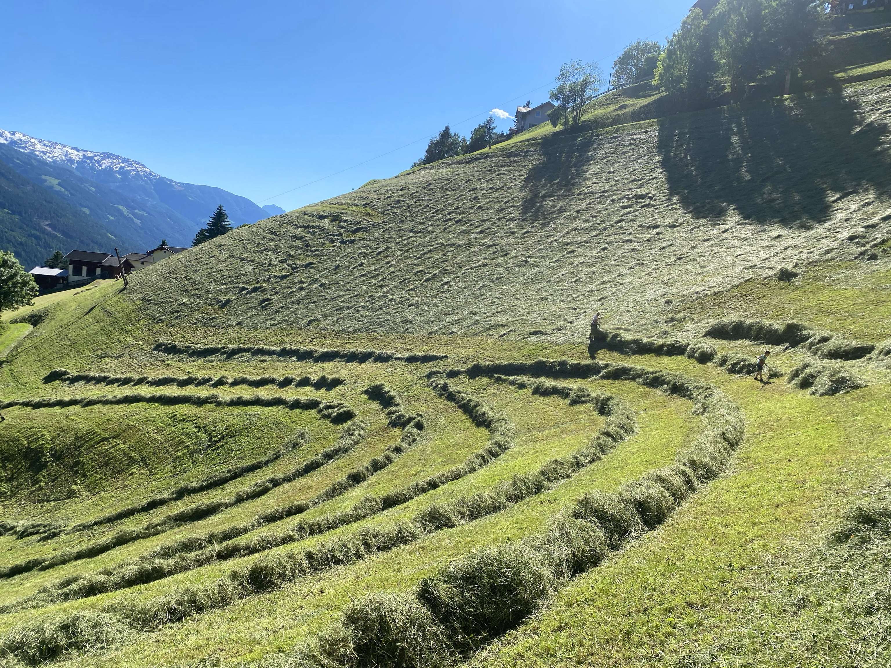 Gemähte Almwiese mit geschwungenen Heureihen an einem steilen Berghang, im Hintergrund Alpenpanorama mit schneebedeckten Gipfeln und Bauernhäusern.