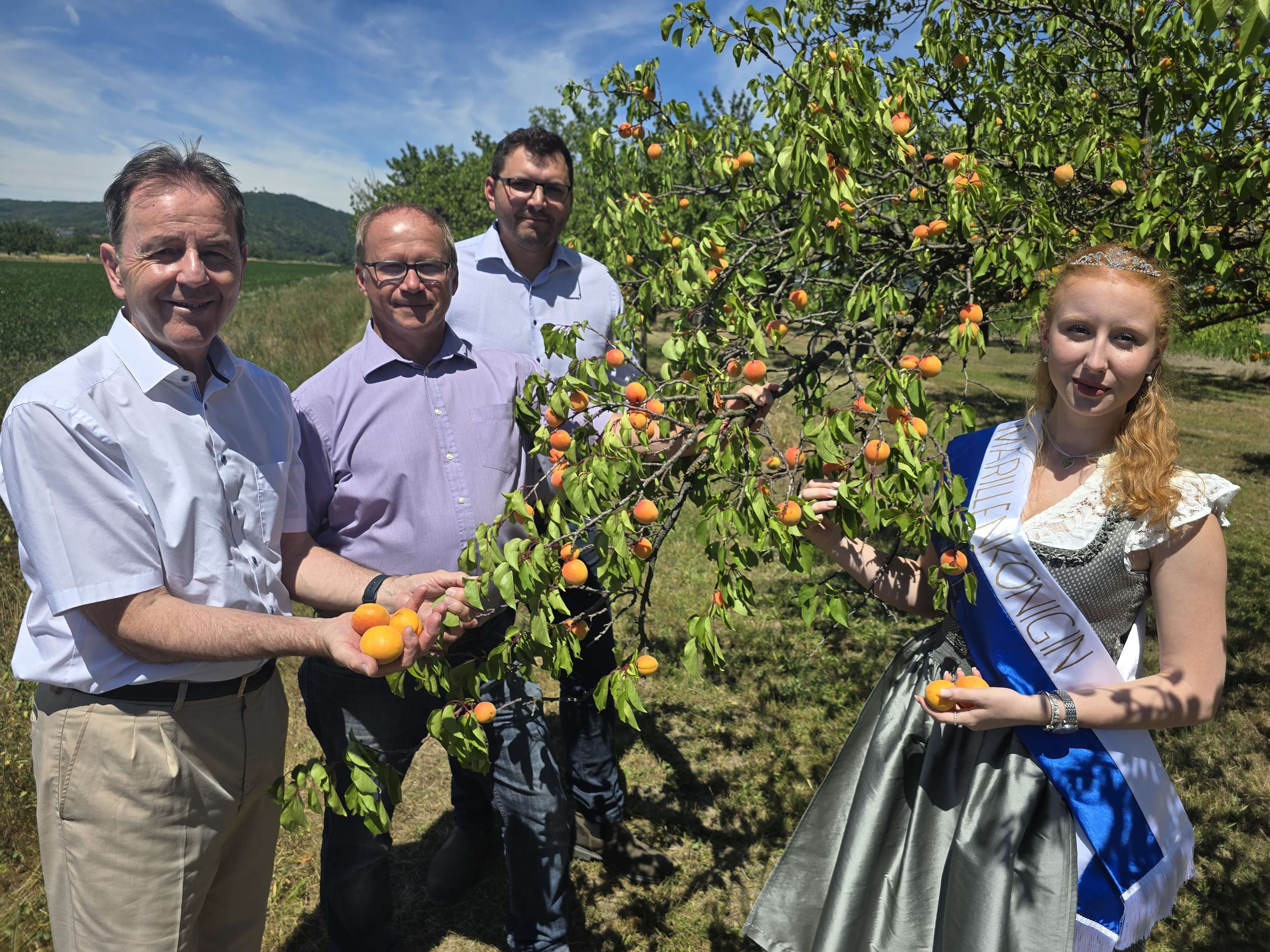 LK-Präsident Nikolaus Berlakovich, Obmann des Vereins „Kittseer Marille“ Josef Maurovich, Vorstandsmitglied und Marillenbauer Martin Hejret und die neue Marillenkönigin Leonie I. beim gemeinsamen Pressegespräch anlässlich des Beginns der Marillenernte in Kittsee.