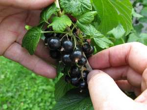 Hände pflücken reife schwarze Johannisbeeren von einem Strauch mit grünen Blättern im Garten.