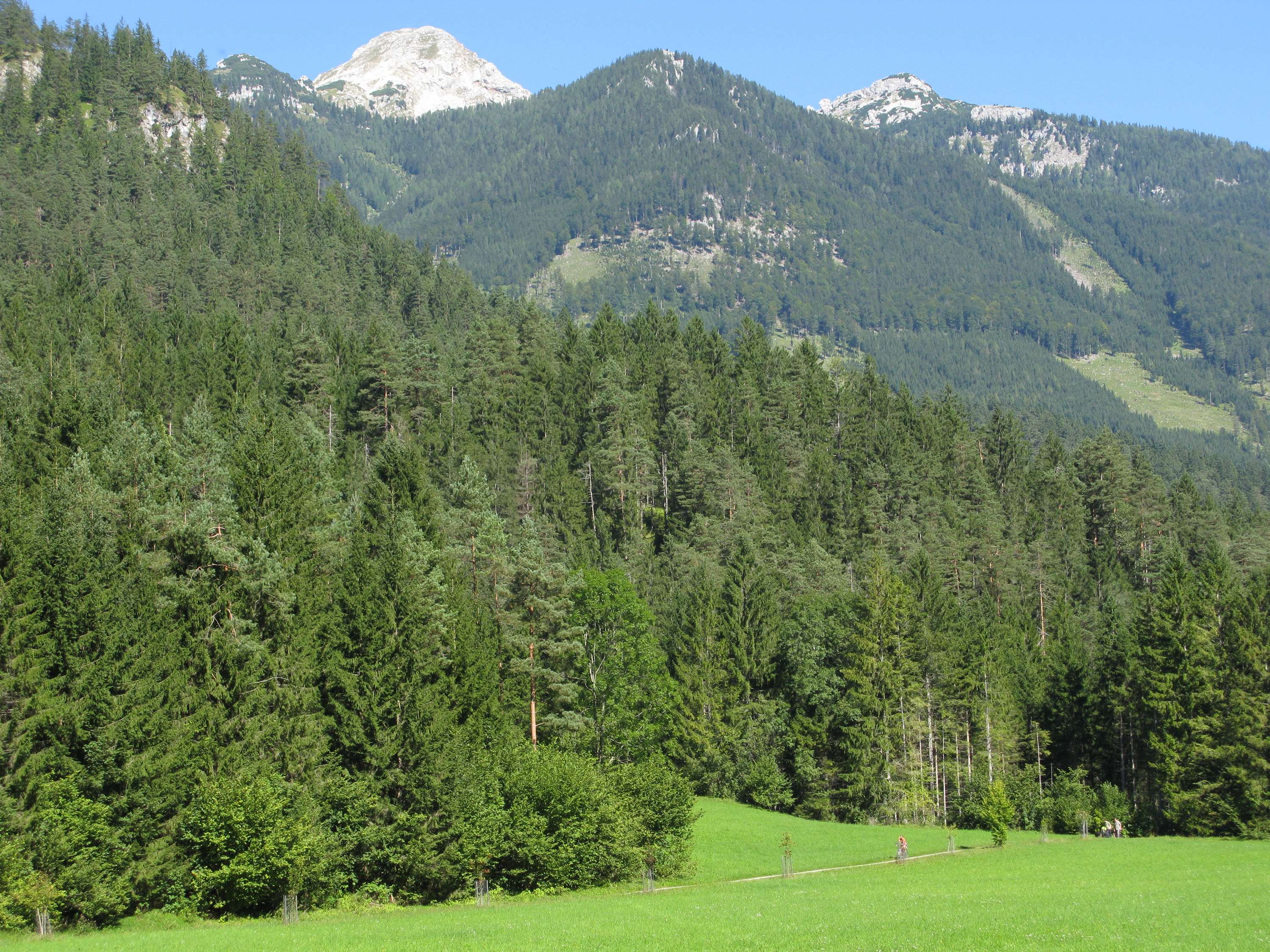 Bergwald