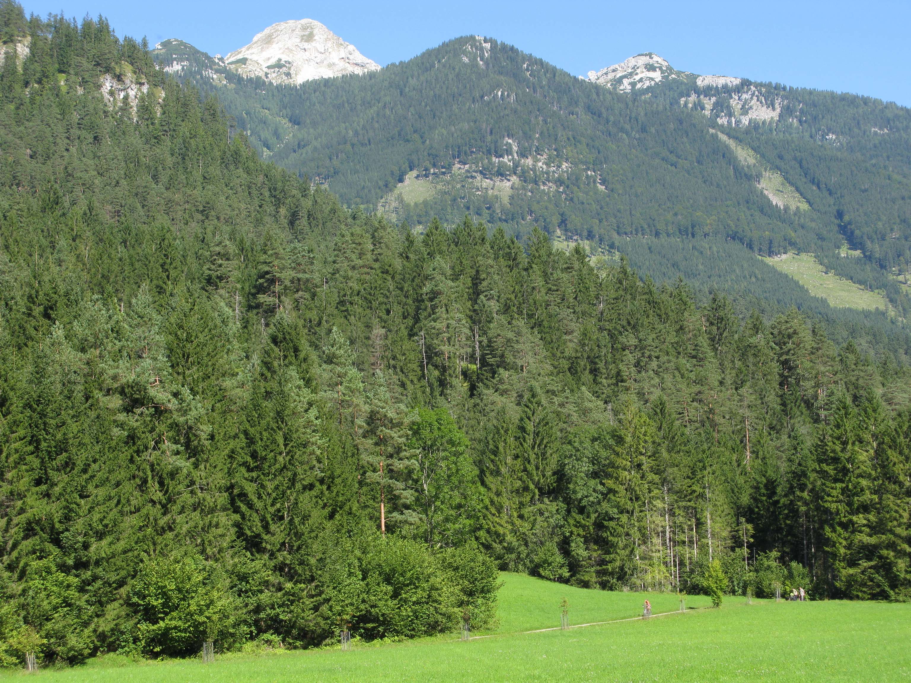 Bergwald