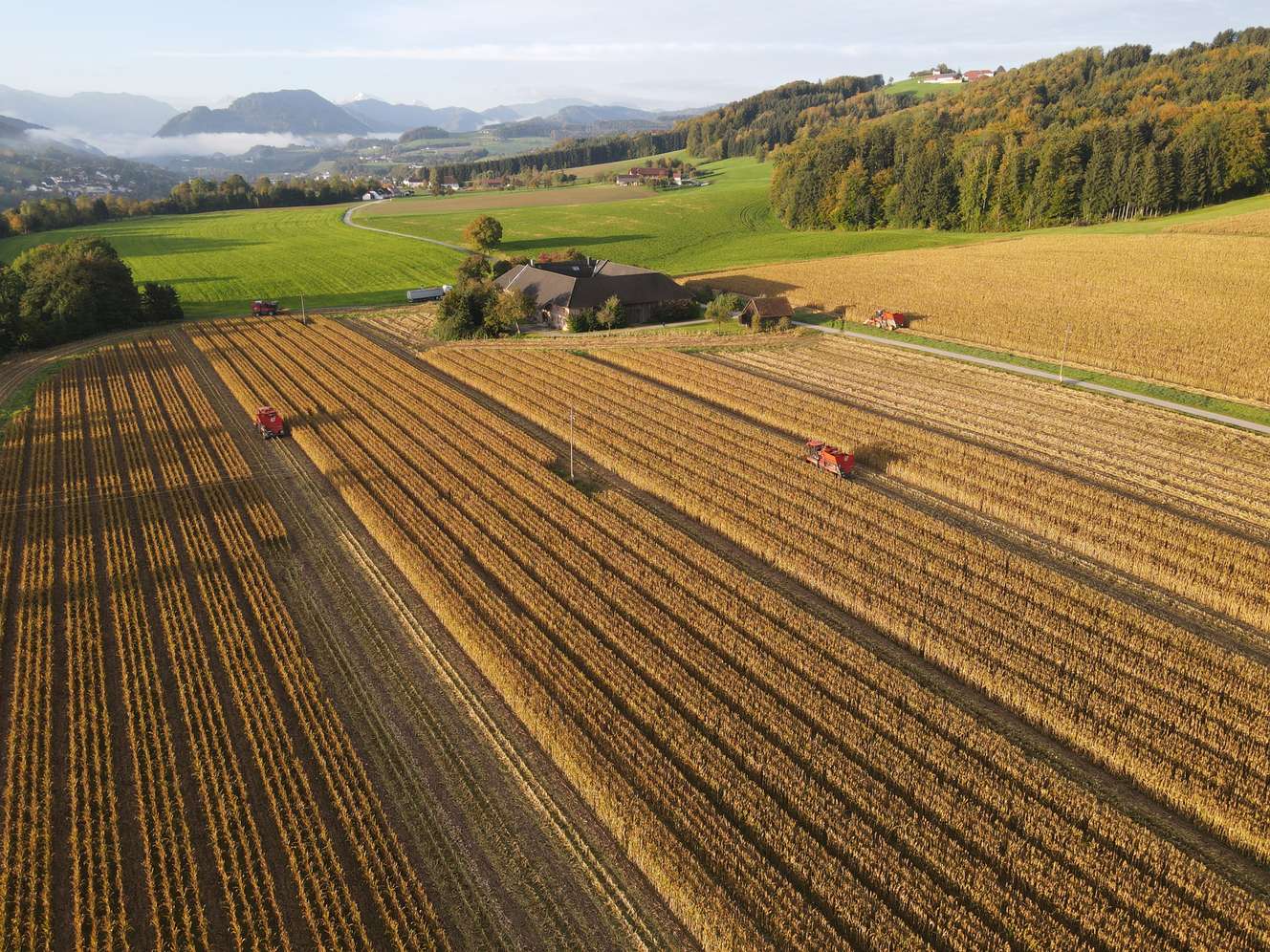 Maisernte im Herbst