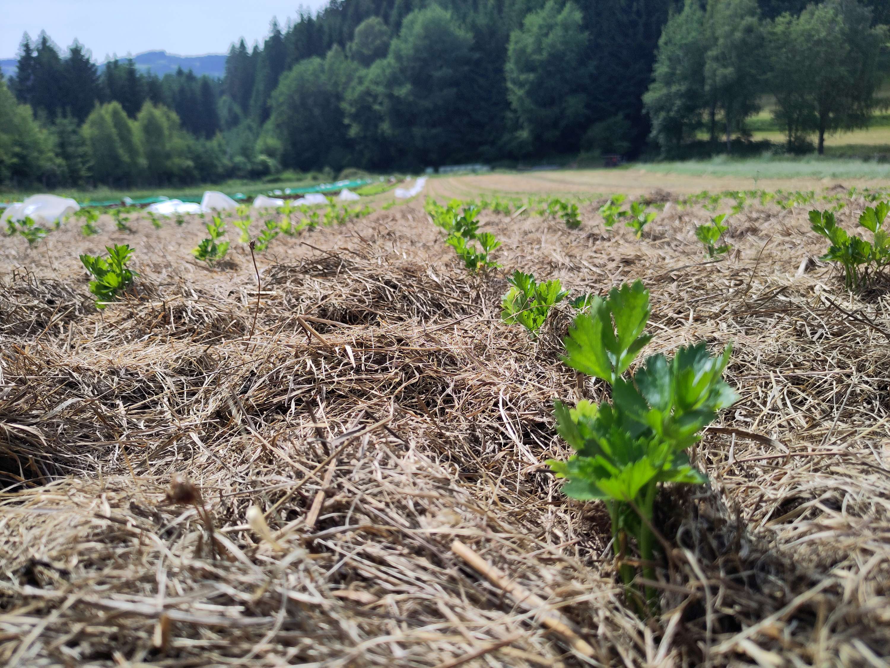 Mulch bei Schnittlauch