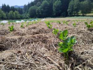 Mulch bei Schnittlauch