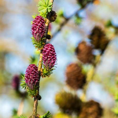 Lärche blühend