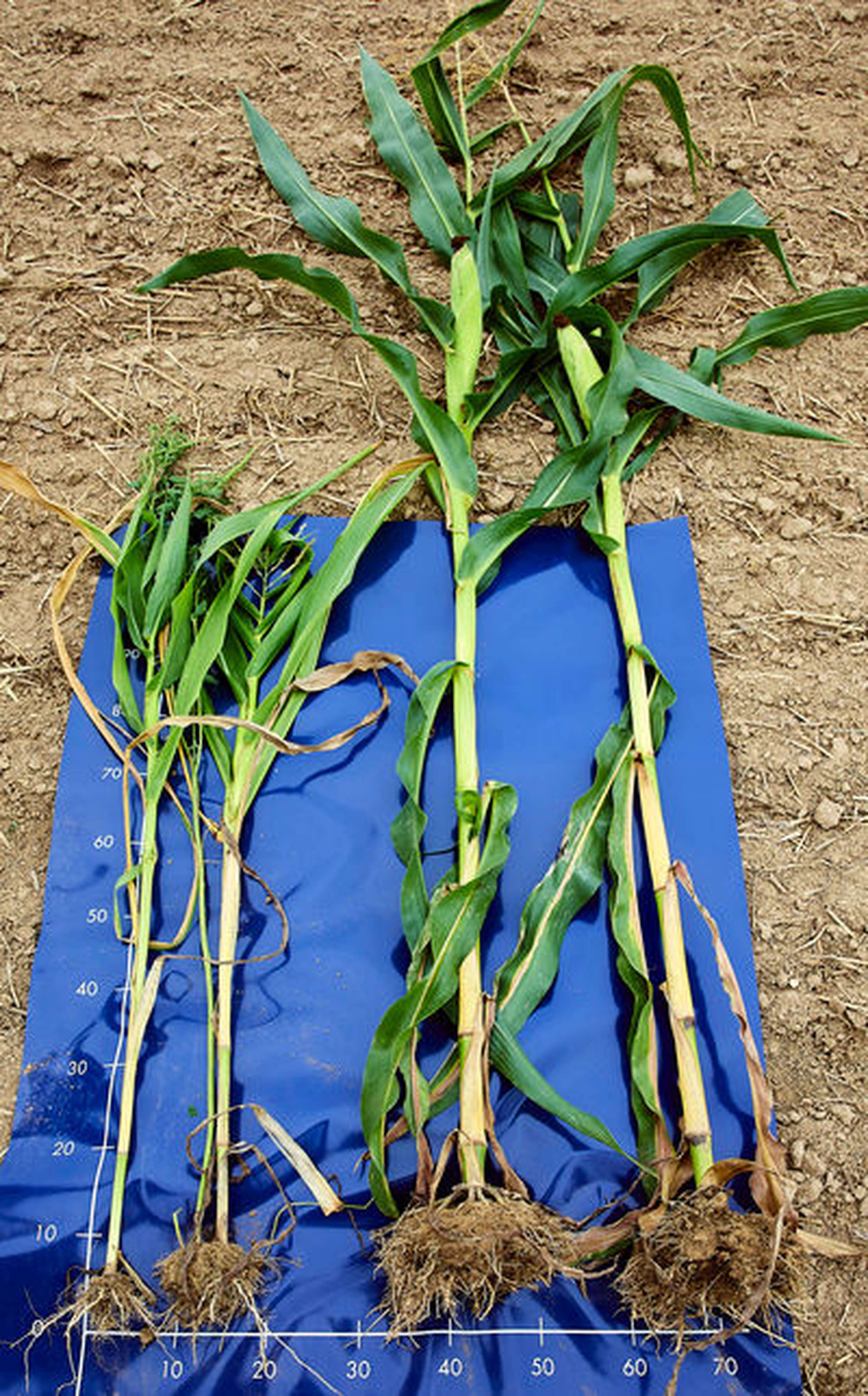 W04 230921 Mais Geschaedigt