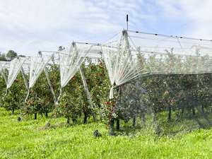 Reiter Apfelanlage voll