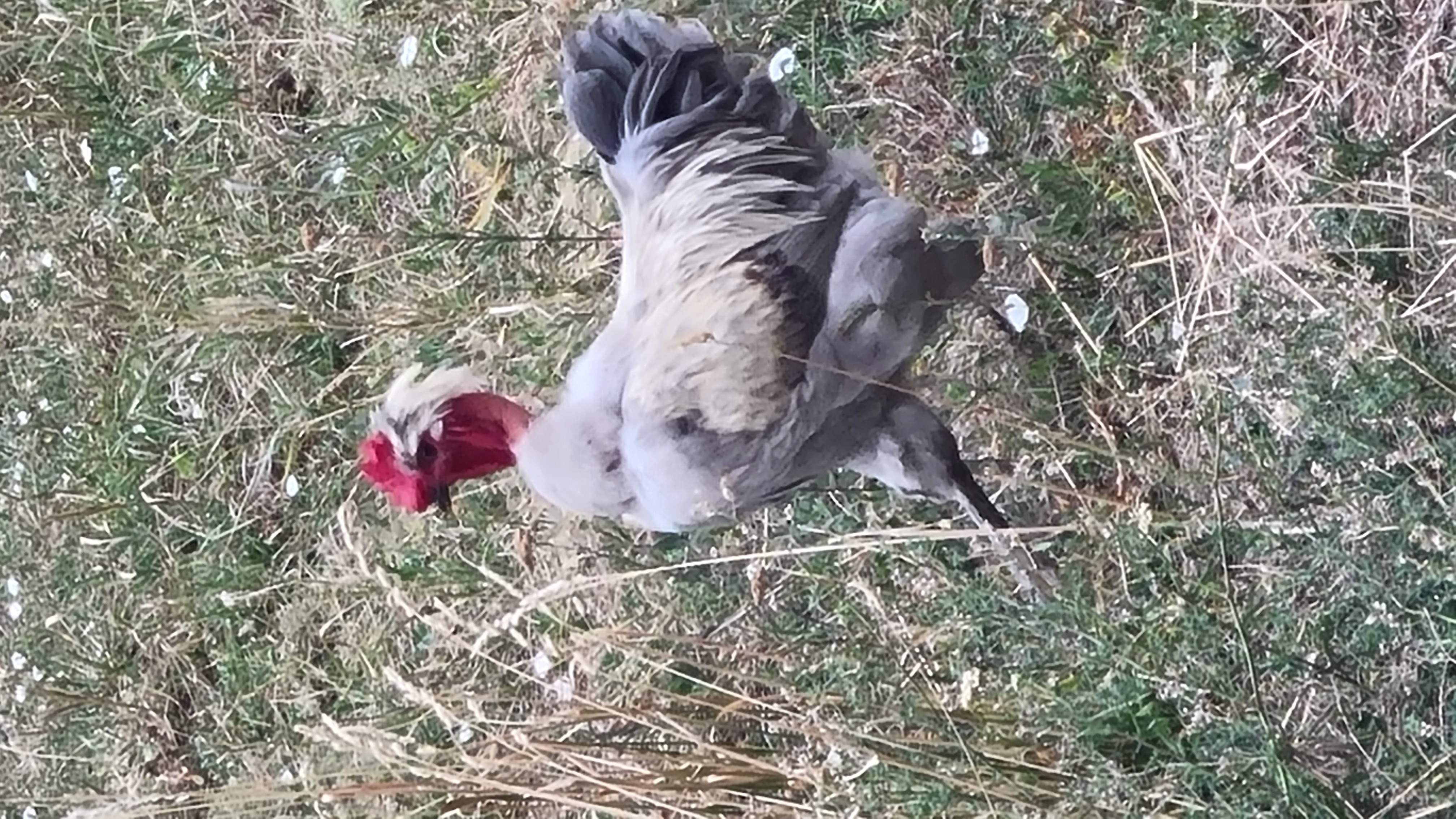 Bild 2 von Anzeige: Junghähne