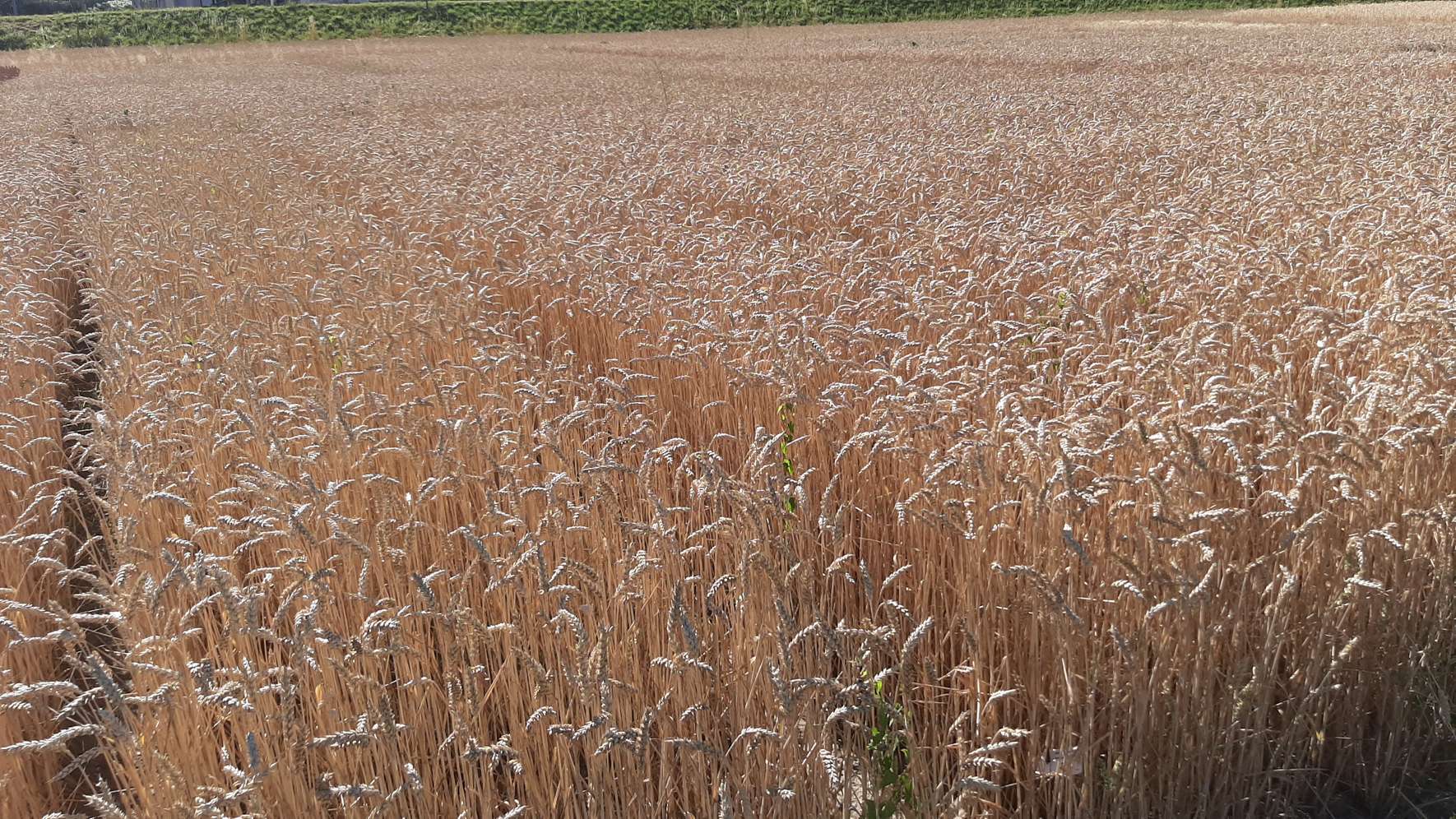 Reifes goldenes Weizenfeld mit dichten Ähren unter Sonnenlicht, im Hintergrund grüne Vegetation am Feldrand.