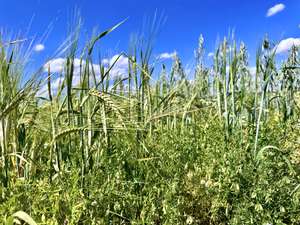 Linsen mit Stützfrucht Hafer und Sommergerste