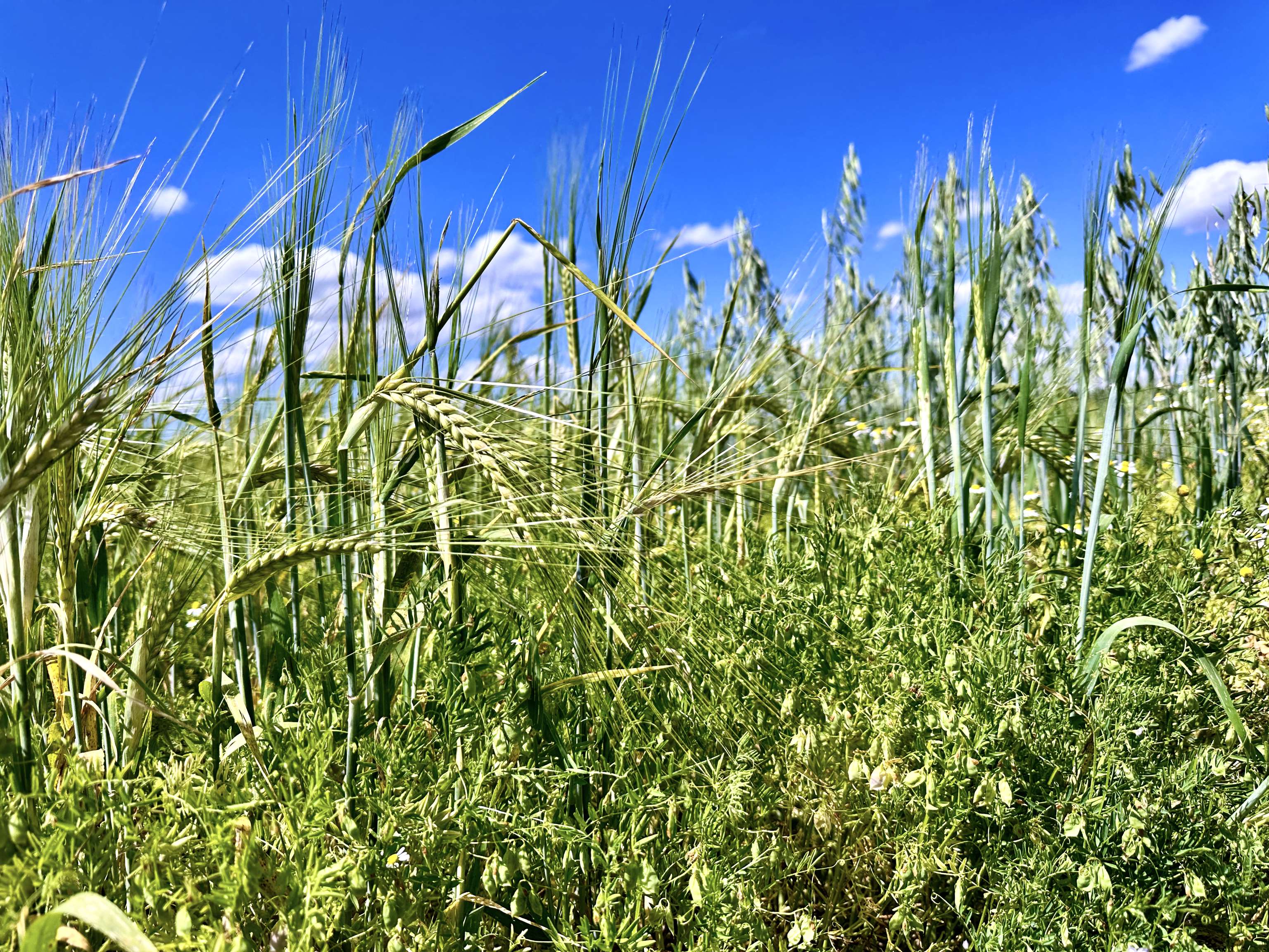 Linsen mit Stützfrucht Hafer und Sommergerste