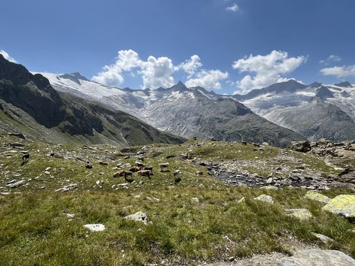 Kühe-Schwarzsee