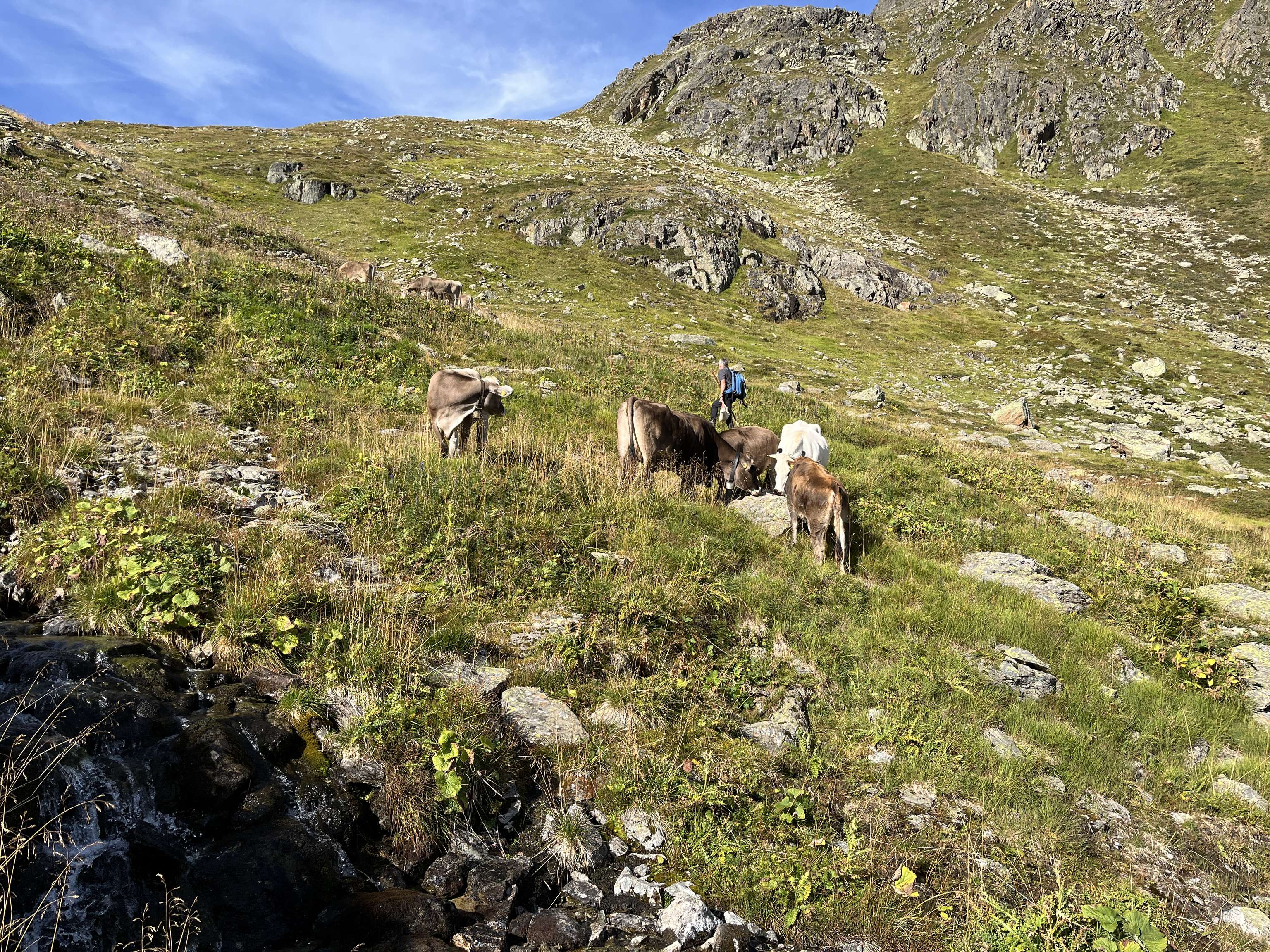 Rinderherde auf der Alm