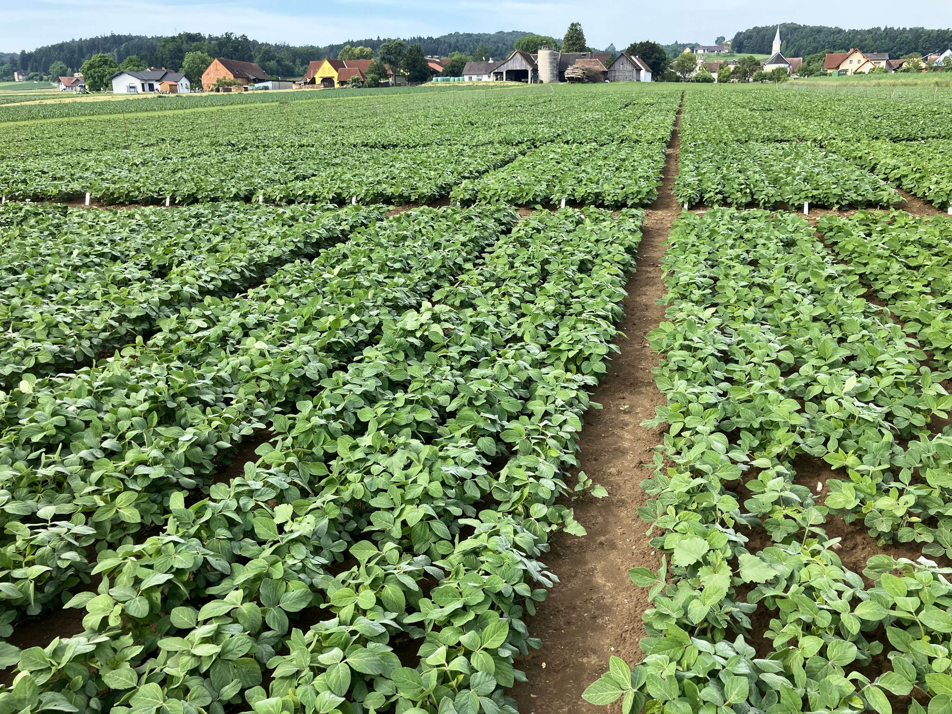 Die umfangreichen Versuche der AGES sind die Basis der Sortenwertprüfung.