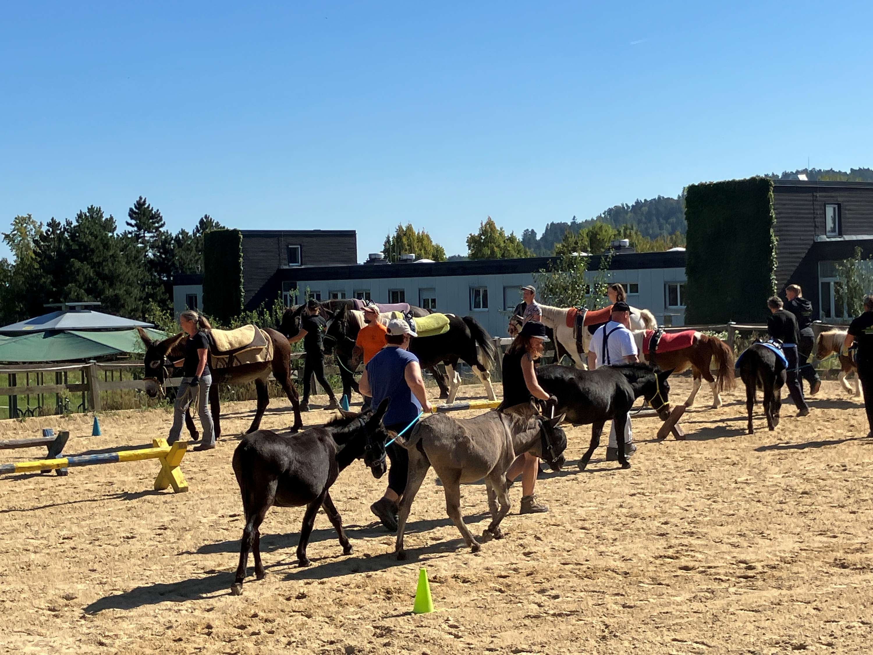 Mehrere Pferde und Esel werden von Menschen auf einem Sandplatz geführt.