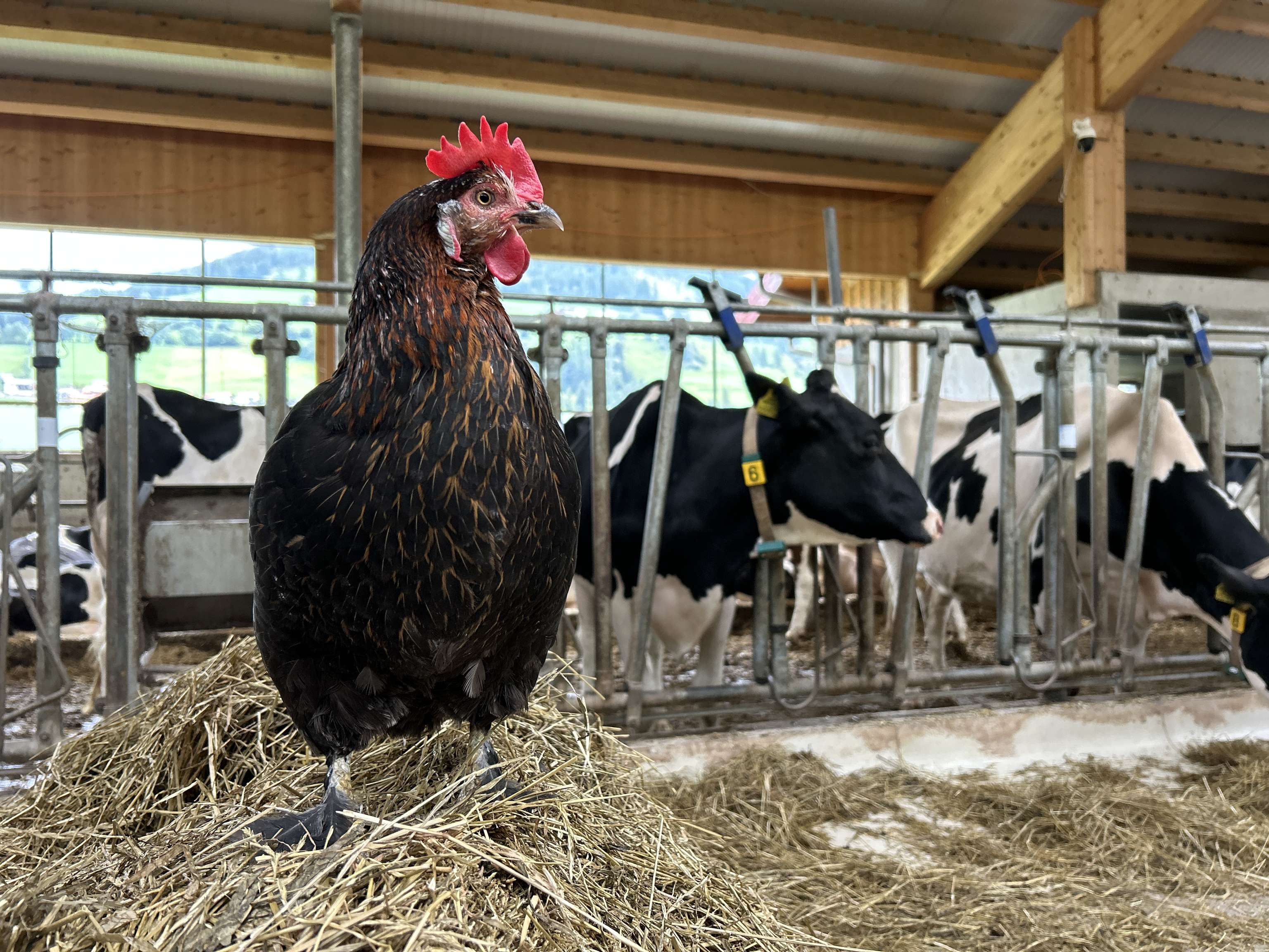 Schwarzes Huhn mit rotem Kamm steht auf Stroh in einem Kuhstall, im Hintergrund schwarz-weiße Kühe in Fressgittern.