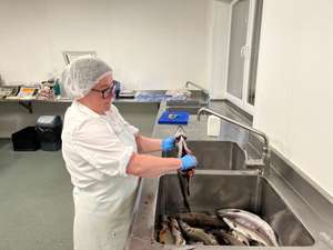 Beim Ausnehmen einer Forelle