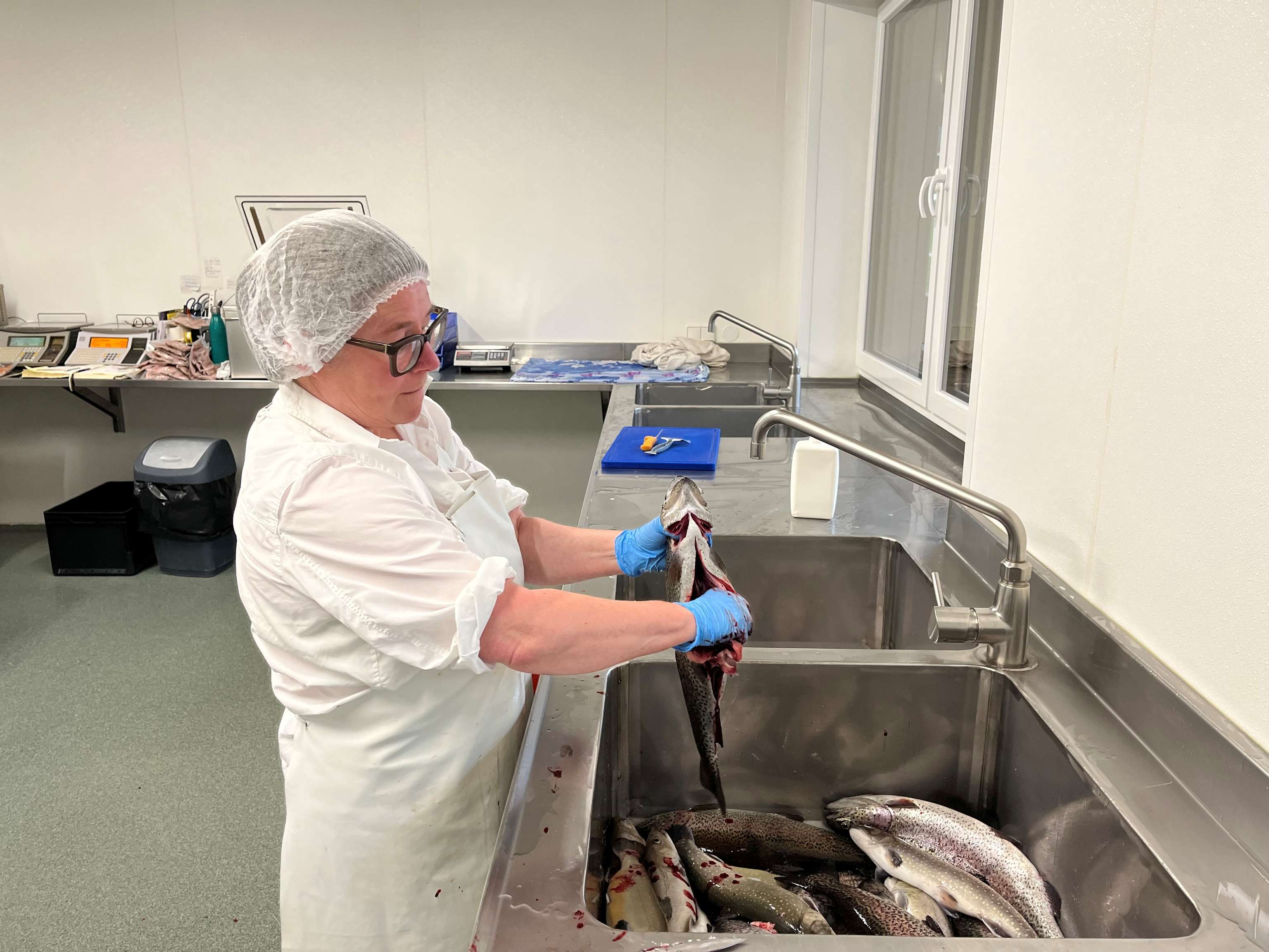 Beim Ausnehmen einer Forelle