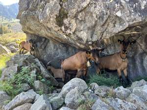 Mehrere braune Ziegen mit Glocken suchen Schutz unter einem großen Felsen in einer alpinen Berglandschaft.