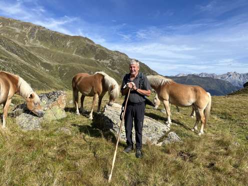 Älterer Mann mit Wanderstock steht zwischen Haflinger-Pferden auf einer Almwiese mit Bergpanorama im Hintergrund.