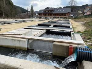 Die Schaufischzucht in Rettenegg