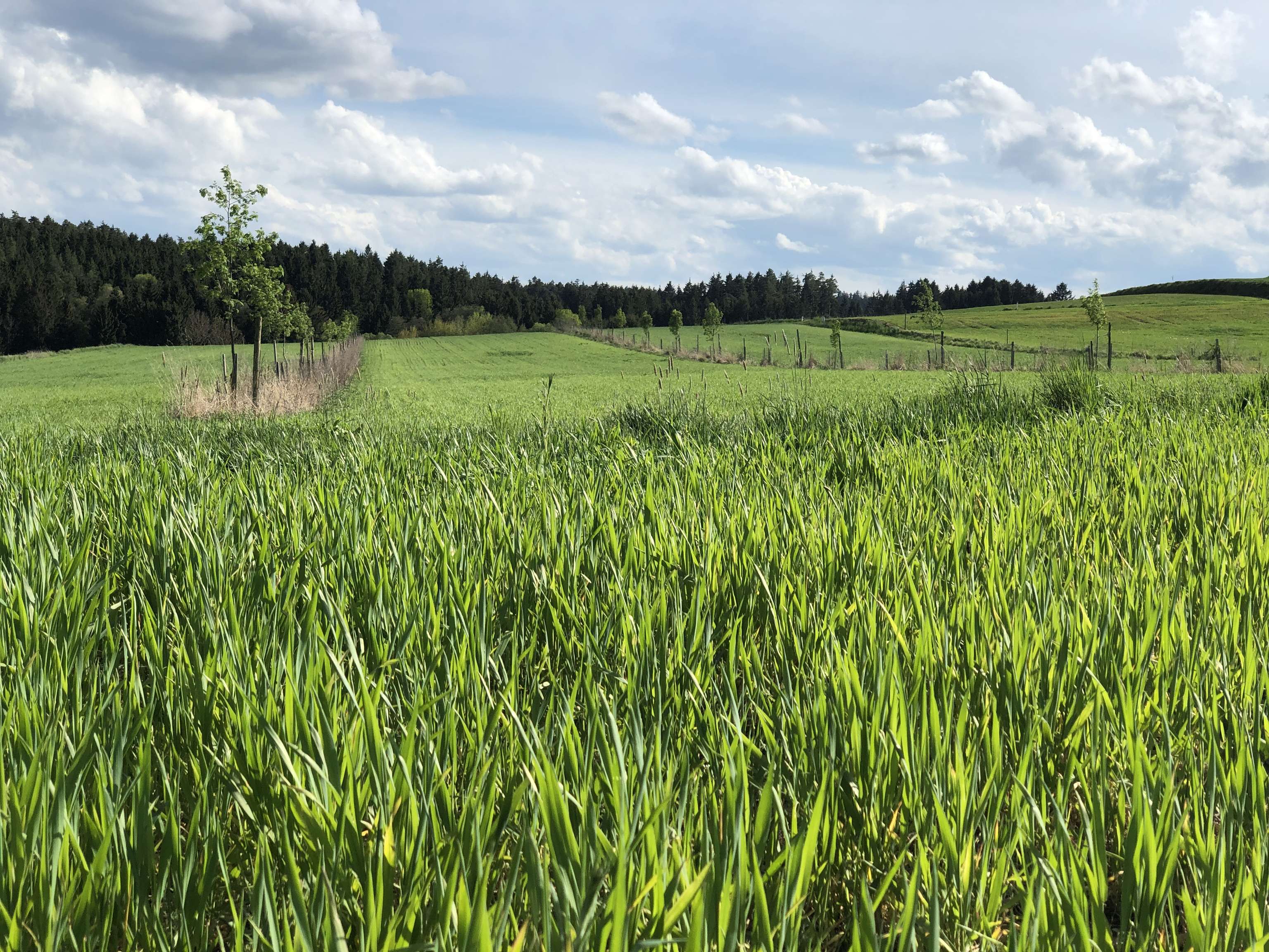 Eberesche, Trticale und Lerchenfenster